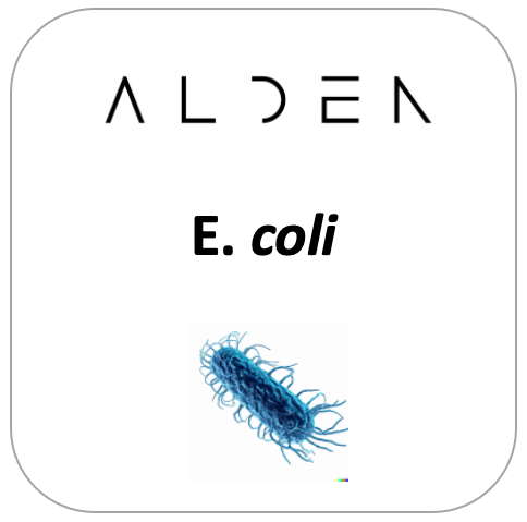 E. coli